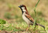 Les oiseaux de jardin en Norma