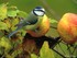 Les oiseaux de jardin en Norma