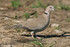 Les oiseaux de jardin en Norma