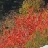 Les couleurs de l'automne.