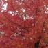 Les couleurs de l'automne.