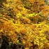 Les couleurs de l'automne.