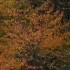 Les couleurs de l'automne.