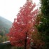 Les couleurs de l'automne.