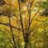 Les couleurs de l'automne.