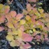 Les couleurs de l'automne.