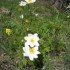 Le printemps...
