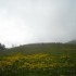 Transhumance : 400 vaches dans