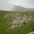 Transhumance : 400 vaches dans