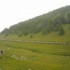 Transhumance : 400 vaches dans