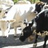 Transhumance d'automne à Cast