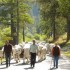 Transhumance d'automne à Cast