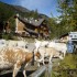 Transhumance d'automne à Cast