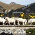 Transhumance d'automne à Cast