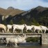 Transhumance d'automne à Cast