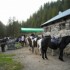 Transhumance des chevaux.