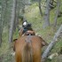 Transhumance des chevaux.
