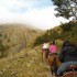Transhumance des chevaux.