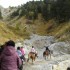 Transhumance des chevaux.