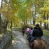 Transhumance des chevaux.