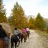 Transhumance des chevaux.