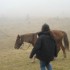 Transhumance des chevaux.