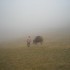 Transhumance des chevaux.