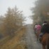 Transhumance des chevaux.