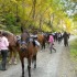 Transhumance des chevaux.