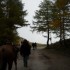 Transhumance des chevaux.