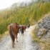 Transhumance des chevaux.