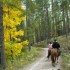 Transhumance des chevaux.