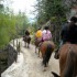 Transhumance des chevaux.