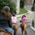 Transhumance des chevaux.