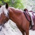 Transhumance des chevaux.