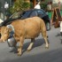 Les vaches traversent Tende.