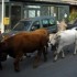 Les vaches traversent Tende.