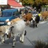 Les vaches traversent Tende.