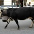 Les vaches traversent Tende.