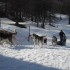 La neige de printemps.