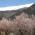 La neige de printemps.
