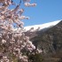La neige de printemps.