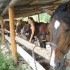 Centres Equestres de Castérin