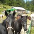 Centres Equestres de Castérin