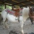 Centres Equestres de Castérin