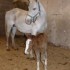 Tende Rando Equestre, des nais