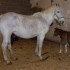 Tende Rando Equestre, des nais