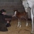 Tende Rando Equestre, des nais