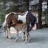 Tende Rando Equestre, des nais