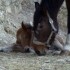 Tende Rando Equestre, des nais